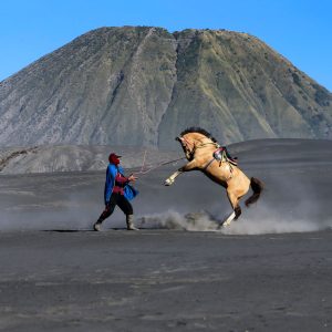 dramatic horse rearing at mount bromo