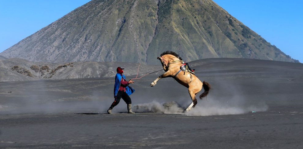 dramatic horse rearing at mount bromo
