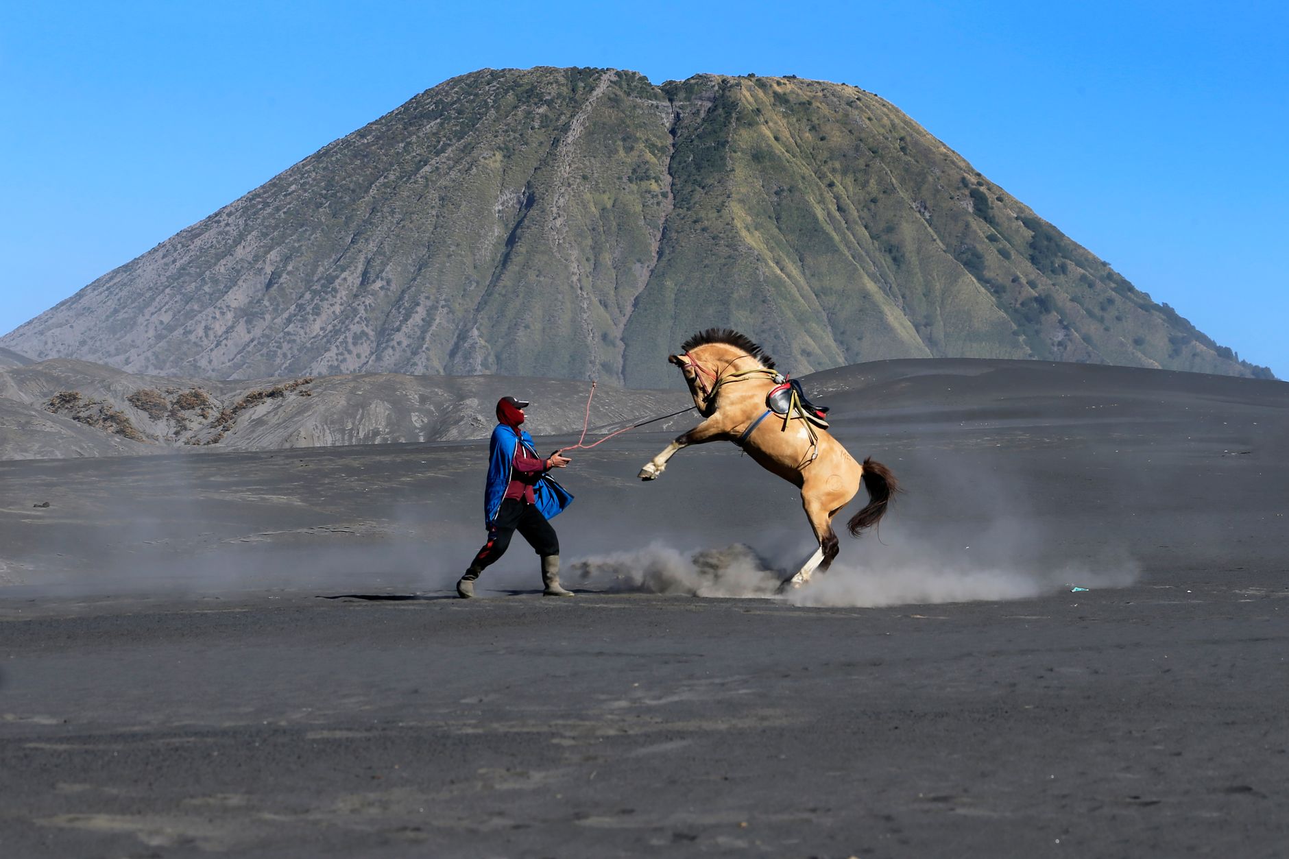 dramatic horse rearing at mount bromo